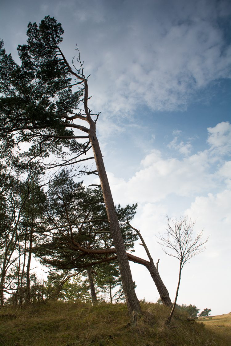 Aus dem Wald an die Ostsee