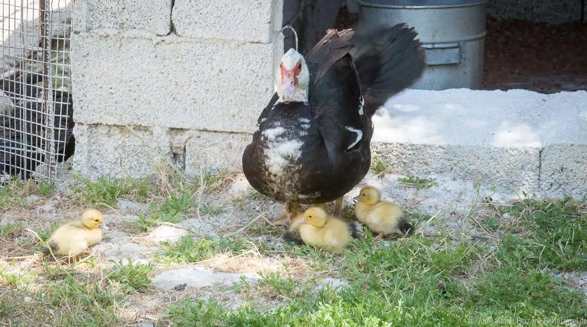 Entenfamilie Entenfamilie