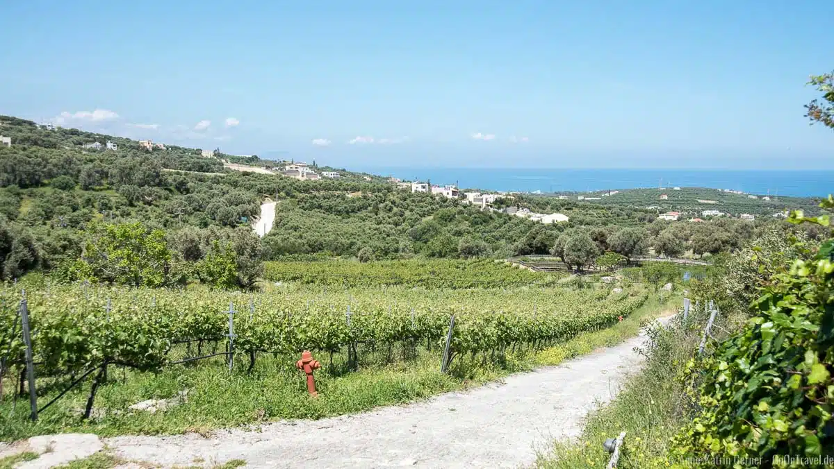 Rebstöcke und Olivenbäume auf der Agreco Farm Rebstöcke und Olivenbäume auf der Agreco Farm