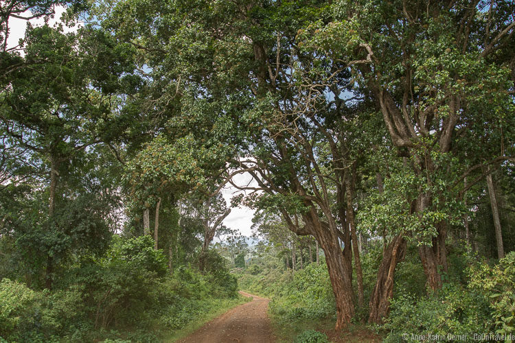 Weg durch den Aberdare Nationalpark