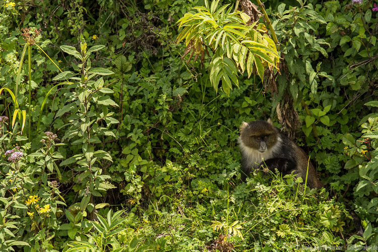 Meerkatze in den Aberdares