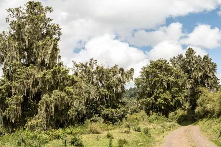 Aberdares Nationalpark Kenia