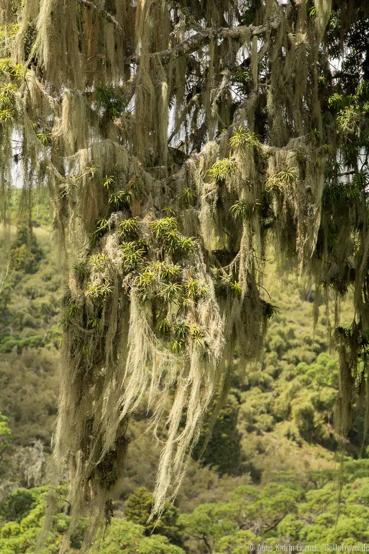 flechtenbehangener Baum in den Aberdare Nationalpark