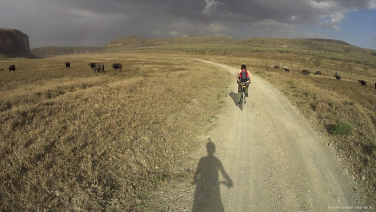 Mit der Action Cam am Helm durch die Büffelherde radeln.