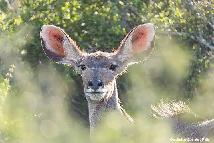 Ein weibliches Kudu
