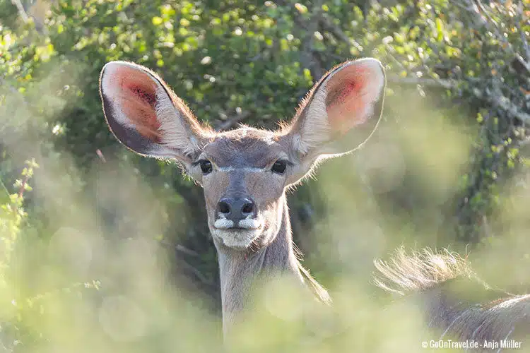 Ein weibliches Kudu Ein weibliches Kudu