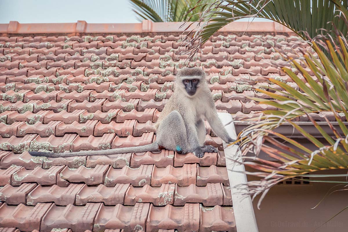 Besuch auf dem Dach in Durban