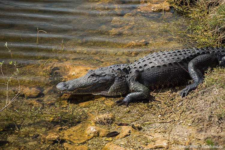 Ein Alligator im Big Cypress National Preserve