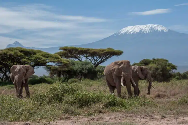 Amboseli Elefanten Safari richtig planen