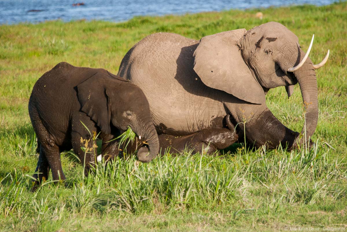 Elefantenfamilie in den Sümpfen im Amboseli Nationalpark