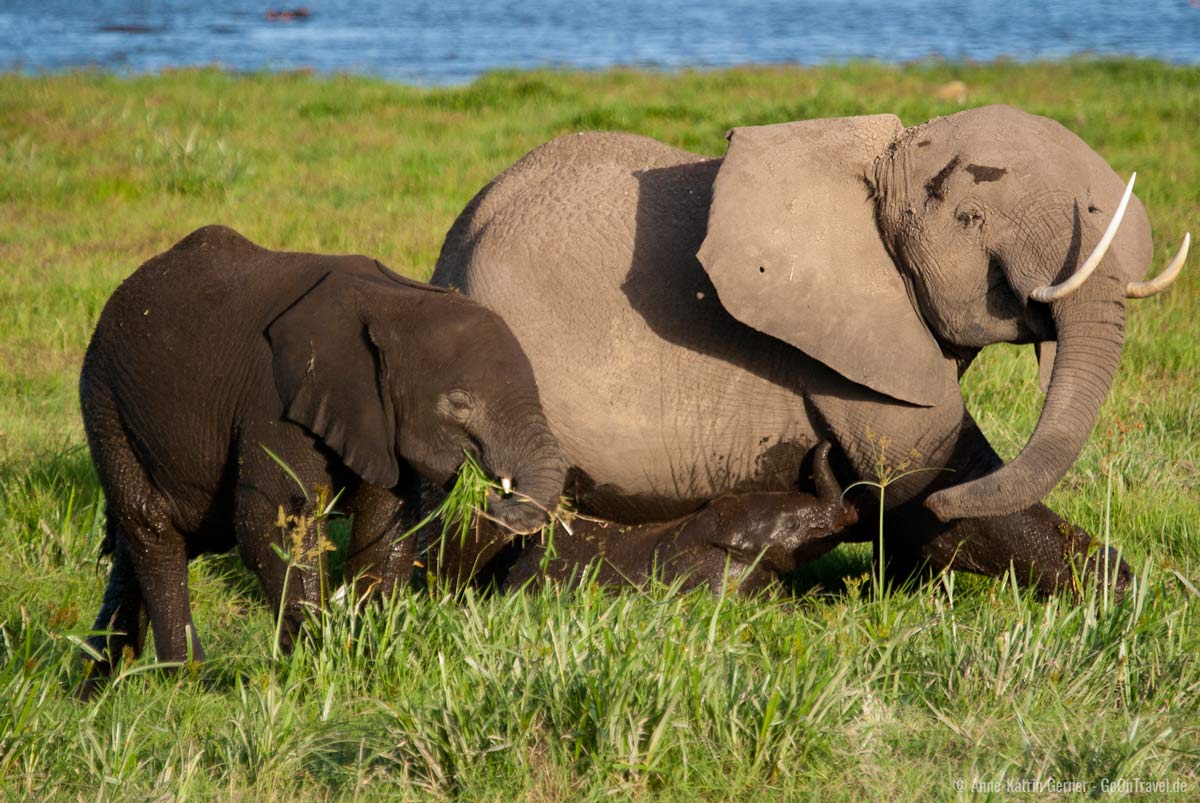 Elefantenfamilie im Amboseli NP Elefantenfamilie im Amboseli NP
