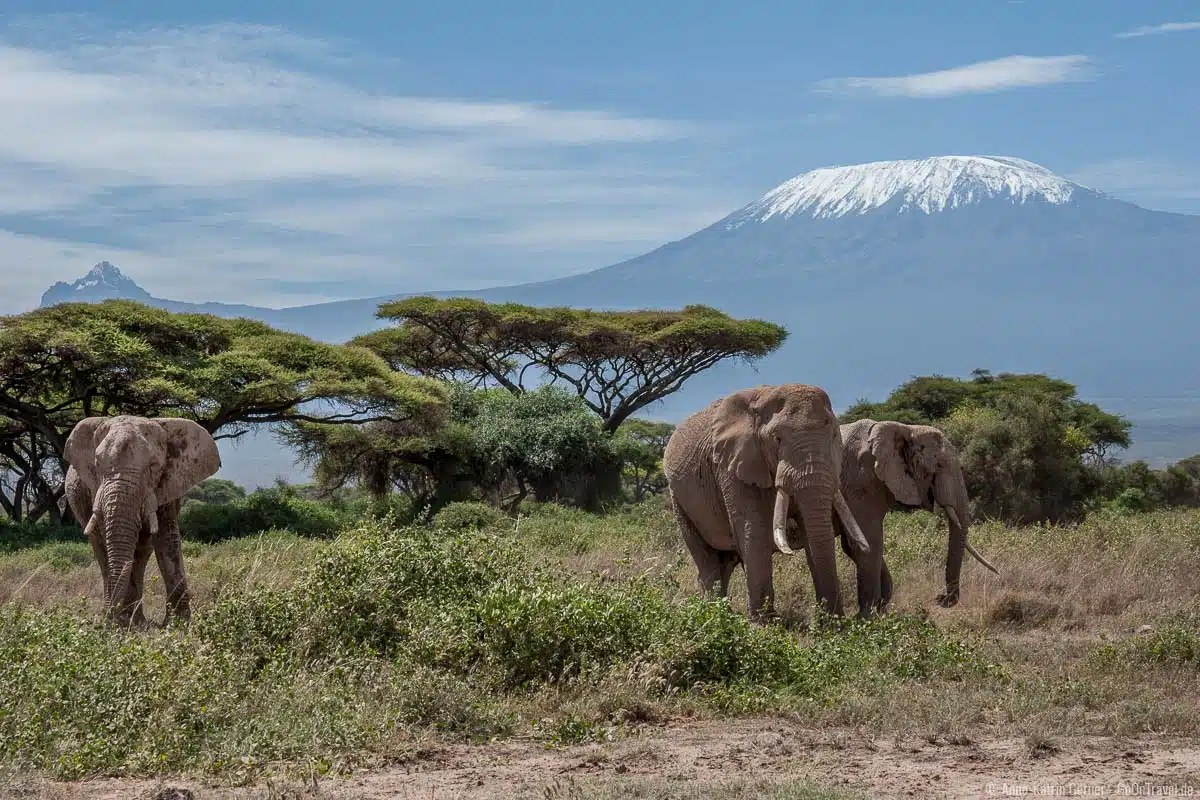 Der schönste Nationalpark von Kenia - Elefanten vor dem Kilimandscharo im Amboseli