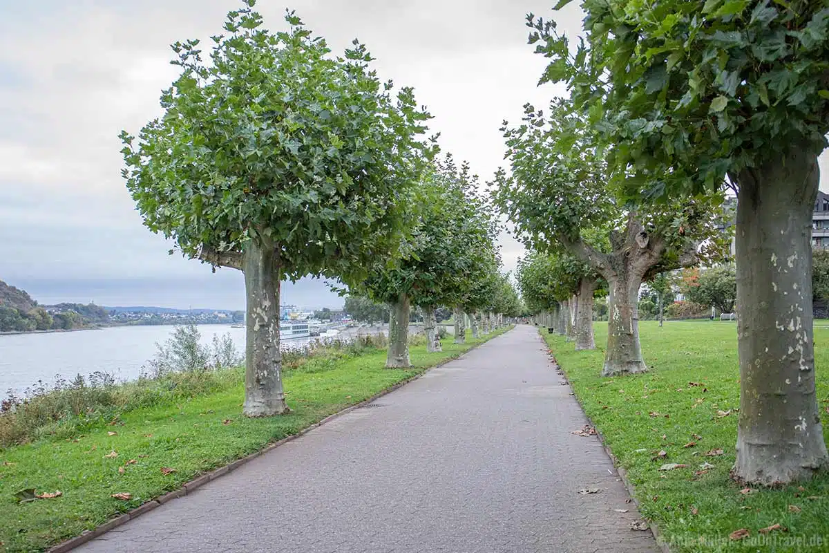 Rheinpromenade von Andernach Rheinpromenade von Andernach