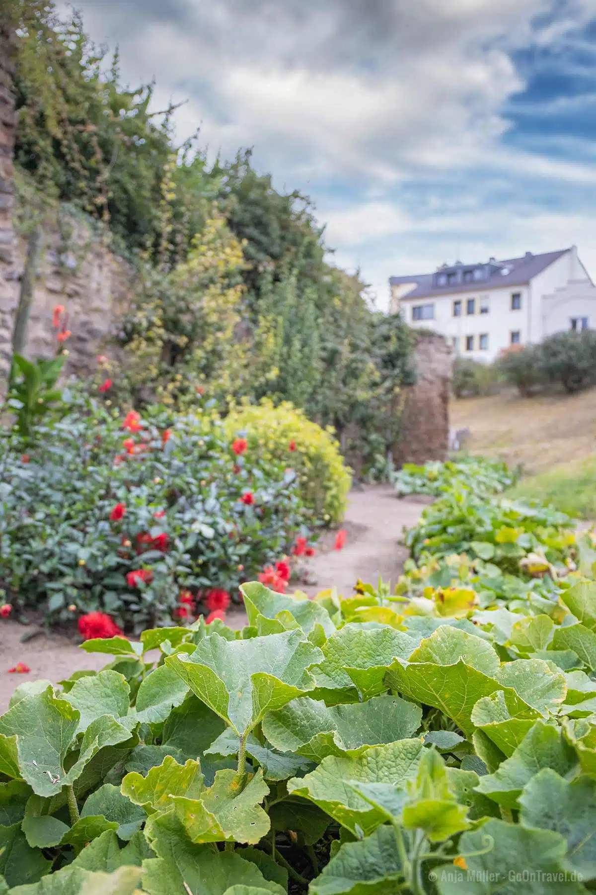 Zucchini an der Stadtmauer von Andernach Zucchini an der Stadtmauer von Andernach