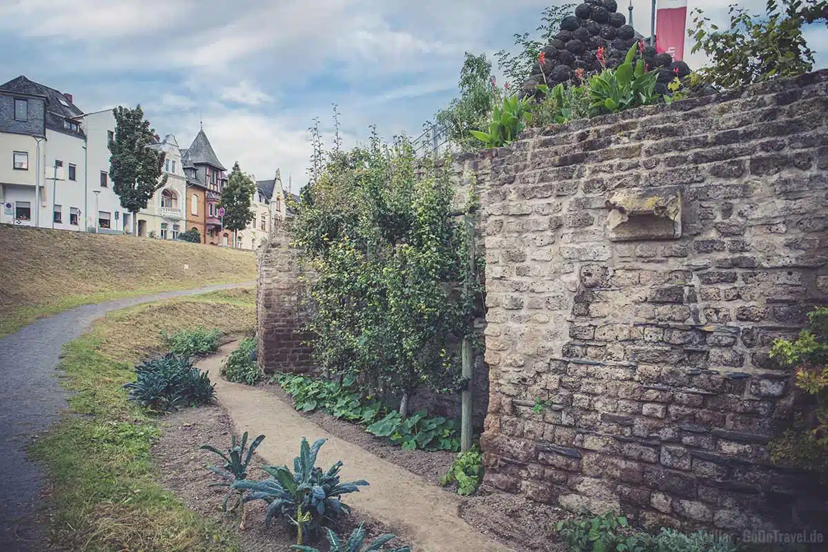 Obstbäume und Gemüse an der Stadtmauer von Andernach Obstbäume und Gemüse an der Stadtmauer von Andernach
