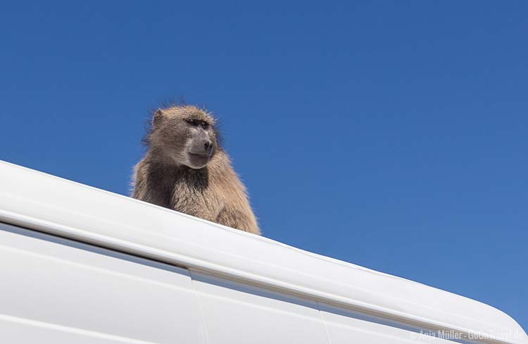 Ein Baboon auf einem Autodach Ein Baboon auf einem Autodach
