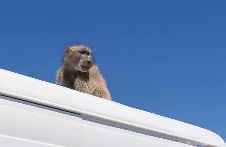  Ein Baboon auf einem Autodach