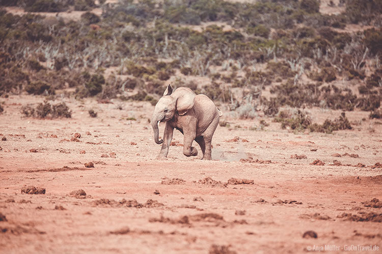 Ein junger Elefant der es kaum abwarten kann zum Wasserloch zu kommen. Ein junger Elefant der es kaum abwarten kann zum Wasserloch zu kommen.
