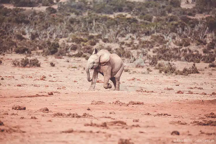 Ein junger Elefant der es kaum abwarten kann zum Wasserloch zu kommen. Ein junger Elefant der es kaum abwarten kann zum Wasserloch zu kommen.