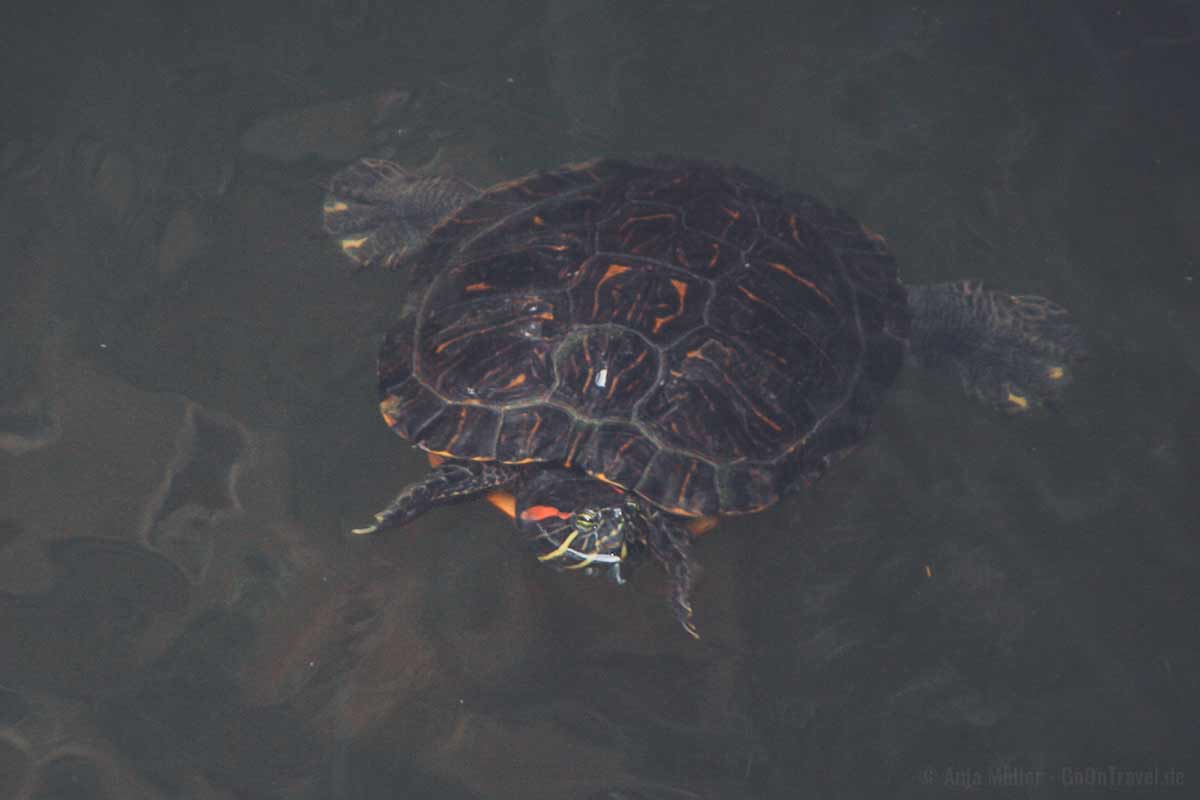 Schildkröte im Parc del Laberint d’Horta