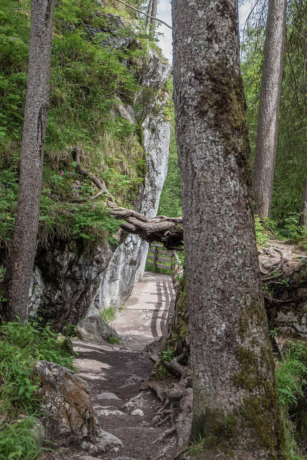 Verwunschener Weg im Zauberwald Verwunschener Weg im Zauberwald