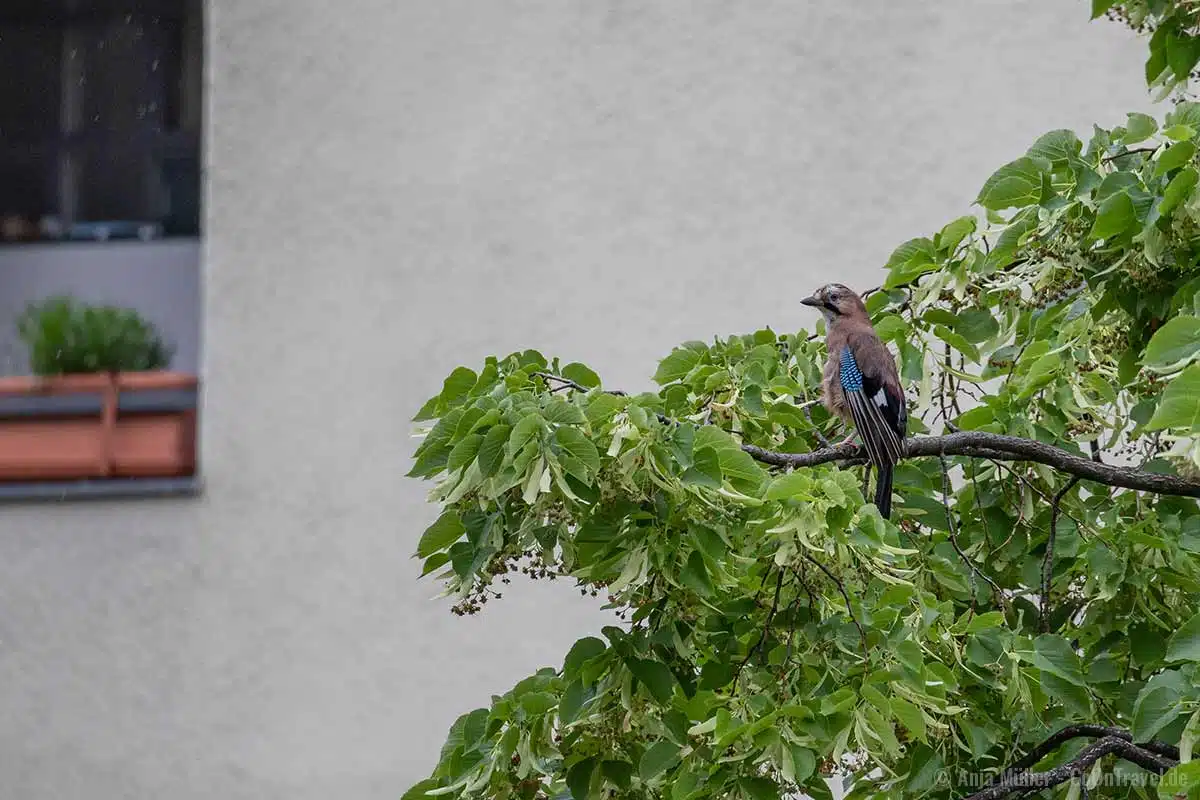 Eichhäher in einem Baum in einem Berliner Wohngebiet Eichhäher in einem Baum in einem Berliner Wohngebiet