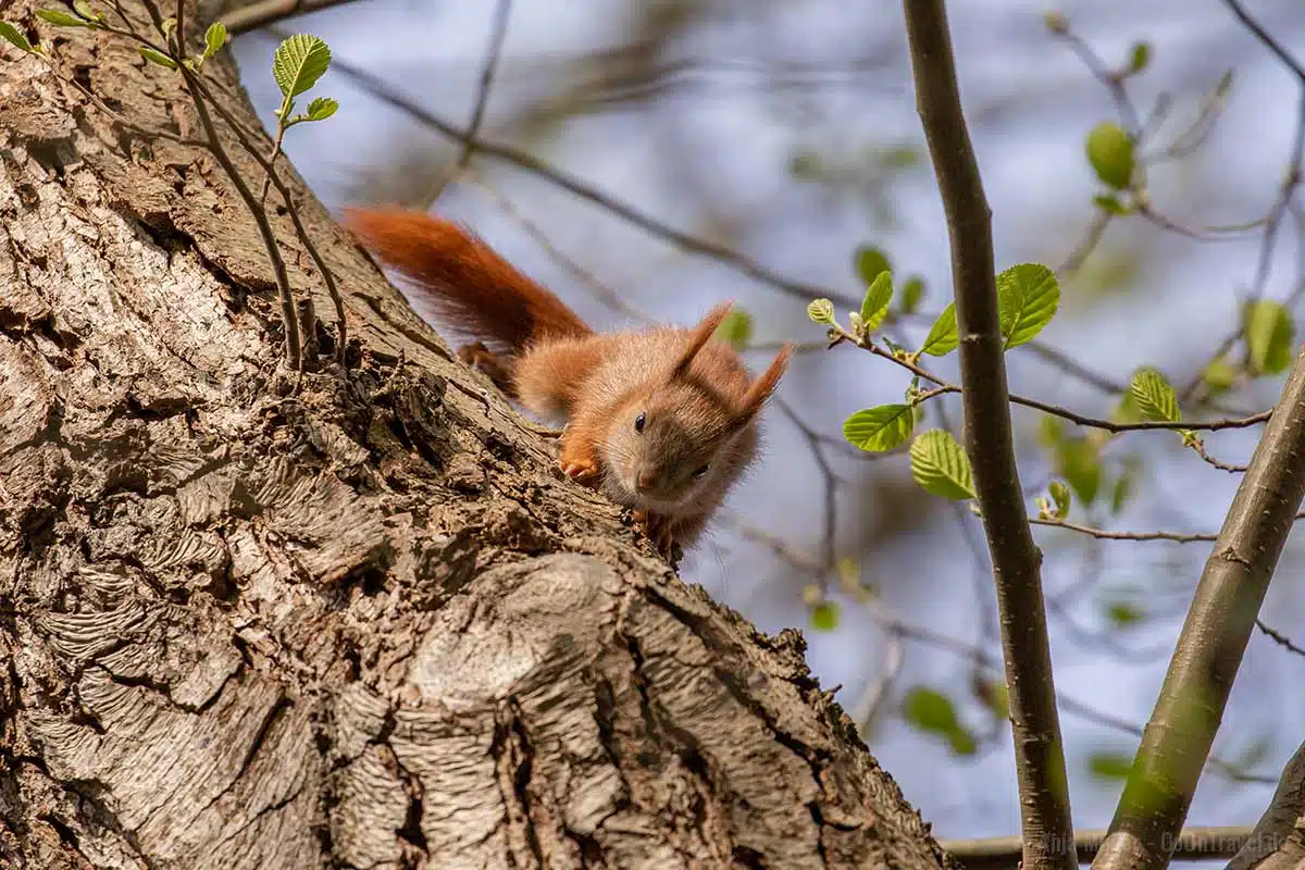 Eichhörnchen in einem Berliner Park Eichhörnchen in einem Berliner Park