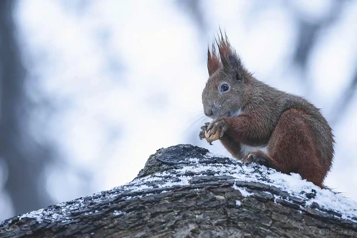 Eichhörnchen im Winter Eichhörnchen im Winter