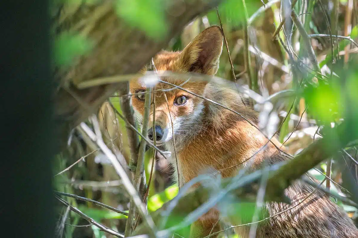 Junger Fuchs im Gebüsch Junger Fuchs im Gebüsch