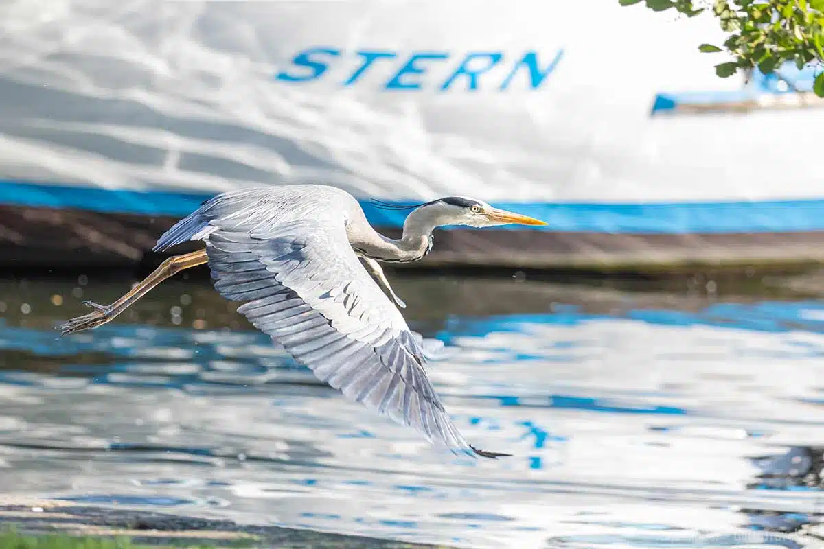 Graureiher im Flug Graureiher im Flug