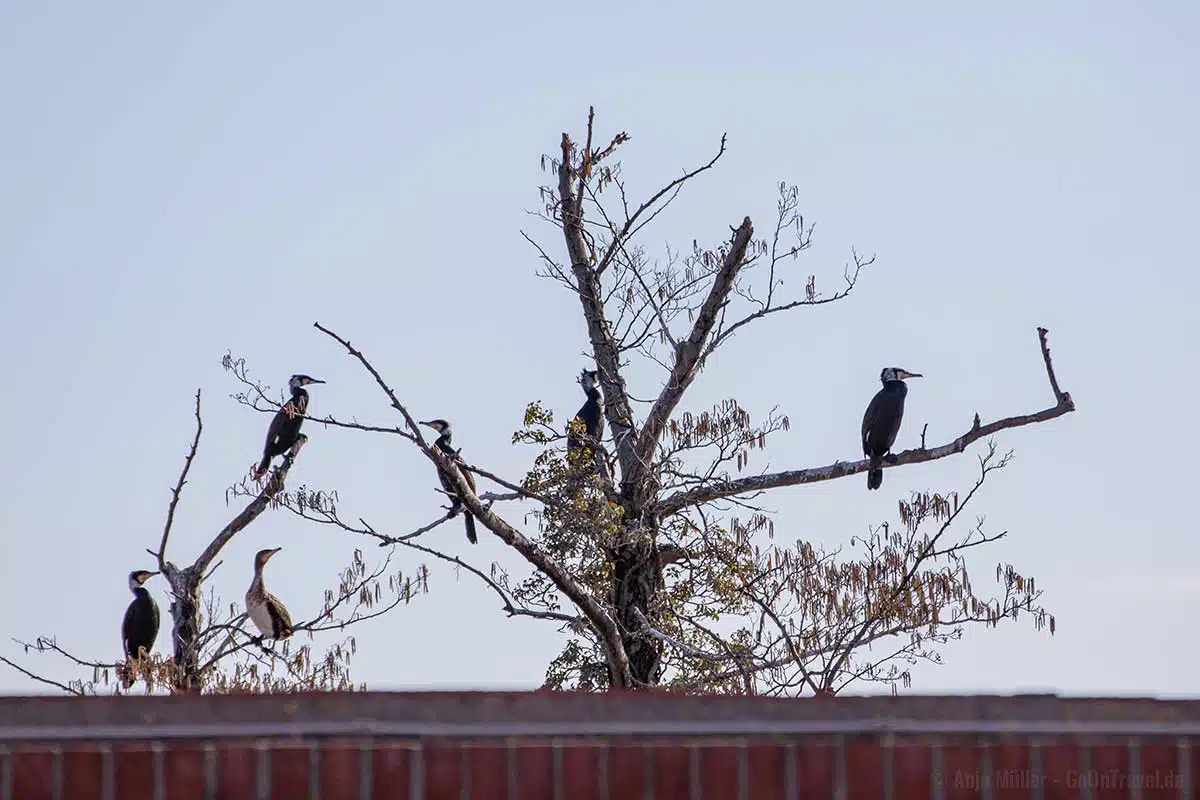 Kormoran Rastplatz Kormoran Rastplatz