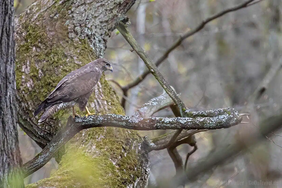Mäusebussard im Frühjahr im Tegeler Forst Mäusebussard im Frühjahr im Tegeler Forst