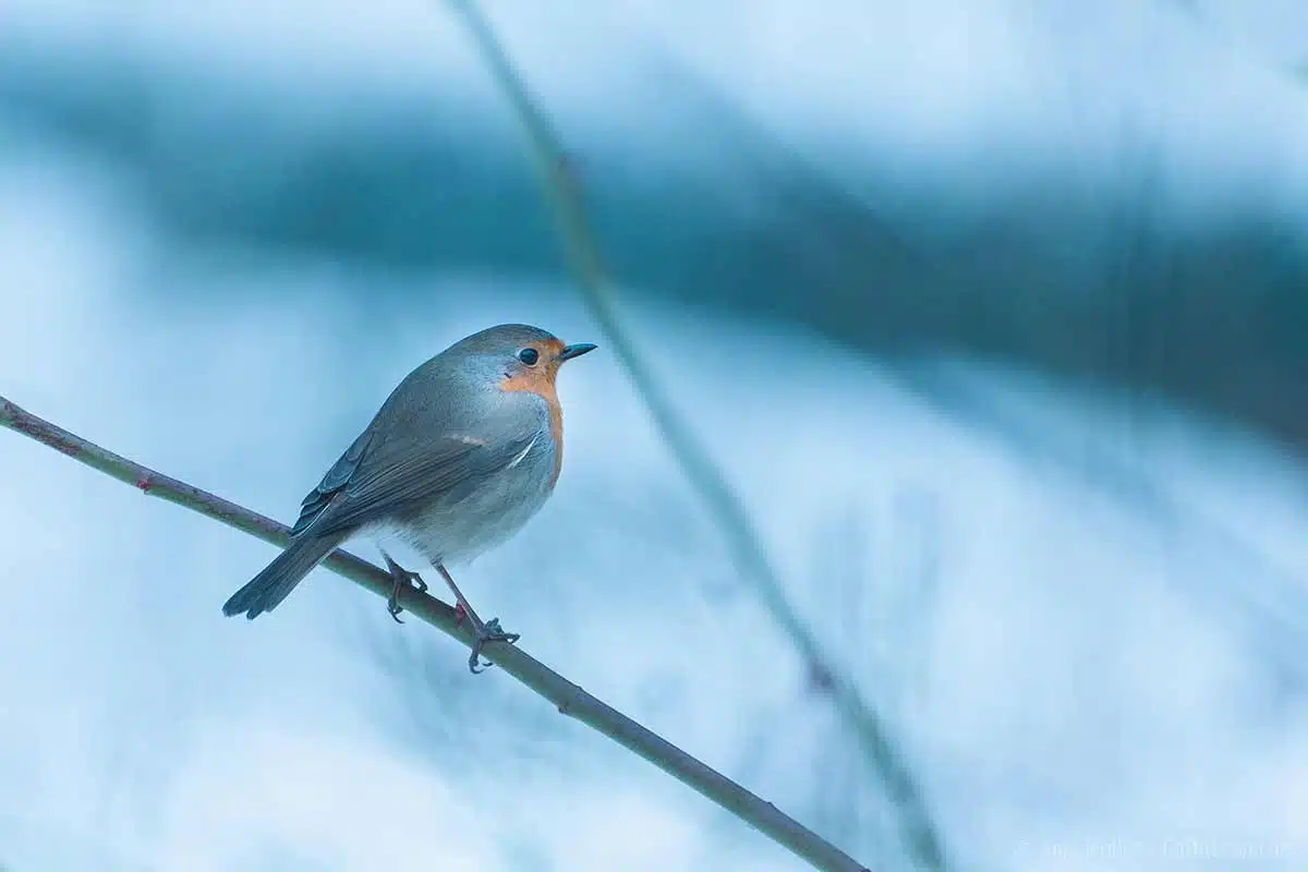 Rotkehlchen im Winter Rotkehlchen im Winter