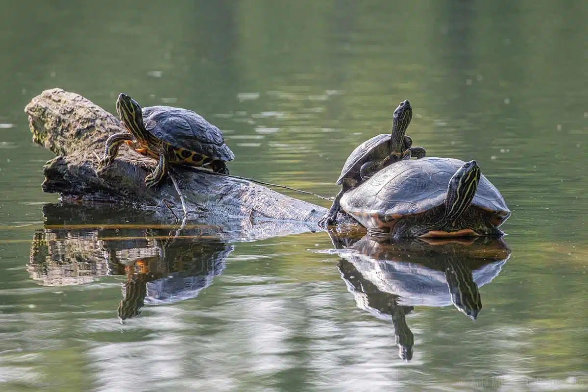 Schildkröten in einem Berliner See