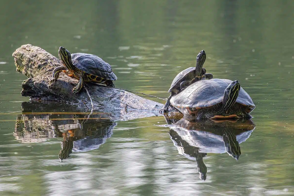 Schildkröten in einem Berliner See Schildkröten in einem Berliner See