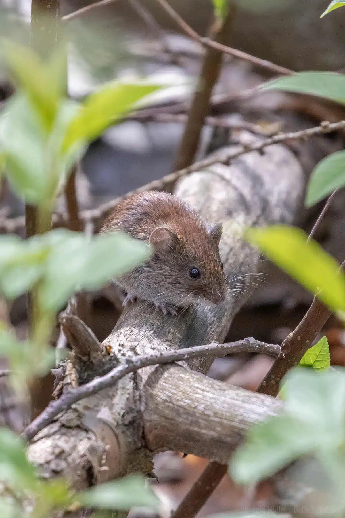 Waldmaus in Berlin Waldmaus in Berlin