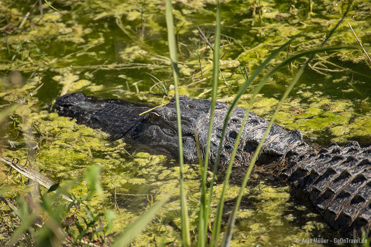Ein Alligator der im Wasser lauert.
