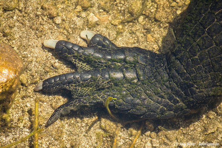 Der Vorderfuss eines Alligators beim Oasis Visitator Center