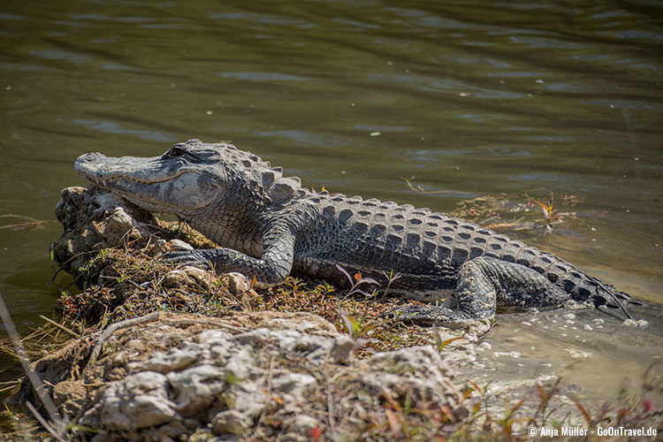 Noch sitzt der Alligator hier vor dem Wasser ...