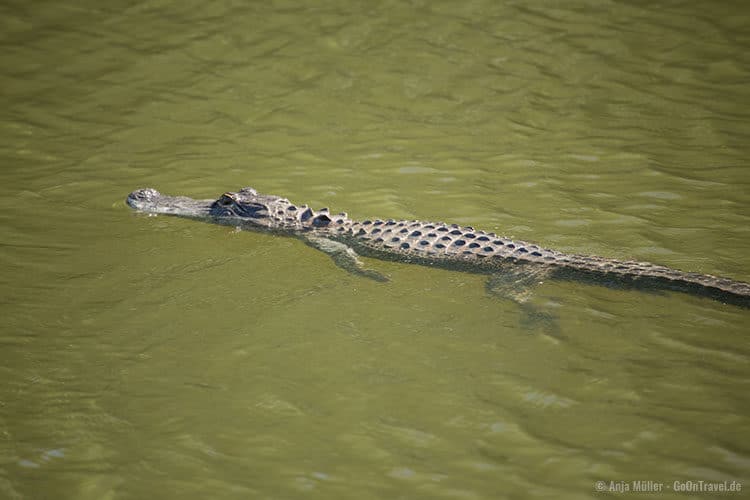 ... kurz darauf schwimmt der Alligator im Wasser davon ... kurz darauf schwimmt der Alligator im Wasser davon