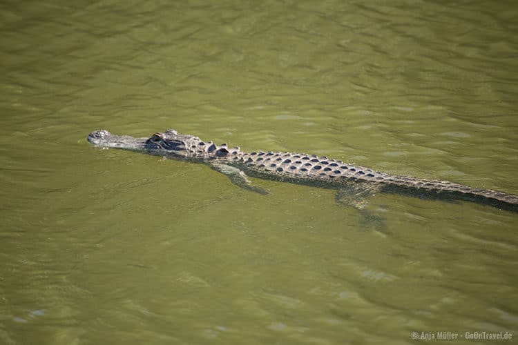 ... kurz darauf schwimmt der Alligator im Wasser davon