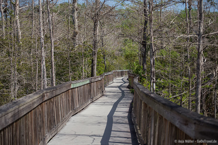 Ein Weg durch die Sumpfzypressen im Kirby Storter Roadside Park