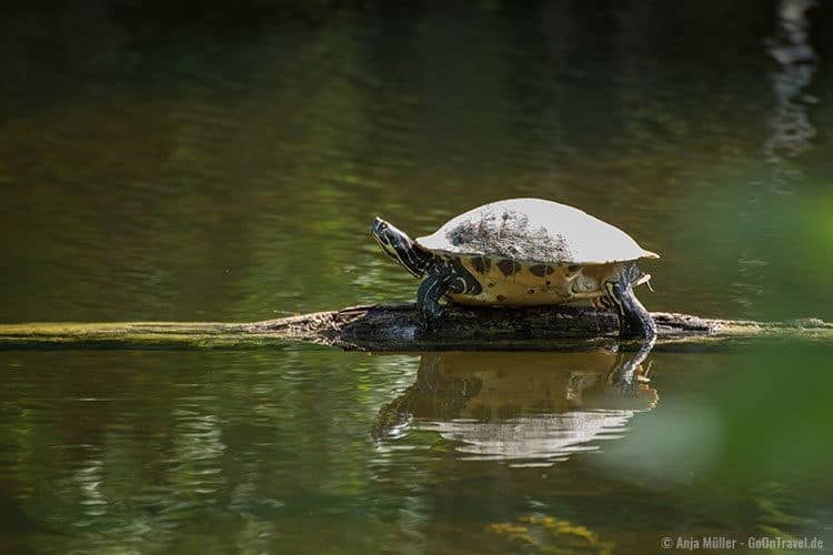 Eine Schildkröte, die sich hier sonnt.