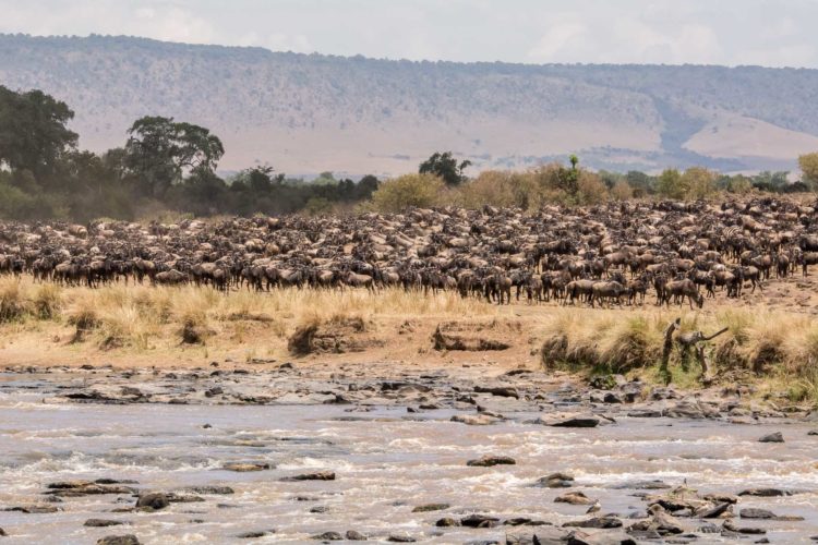 Big Migration Kenia Grosse Tierwanderung Gnus