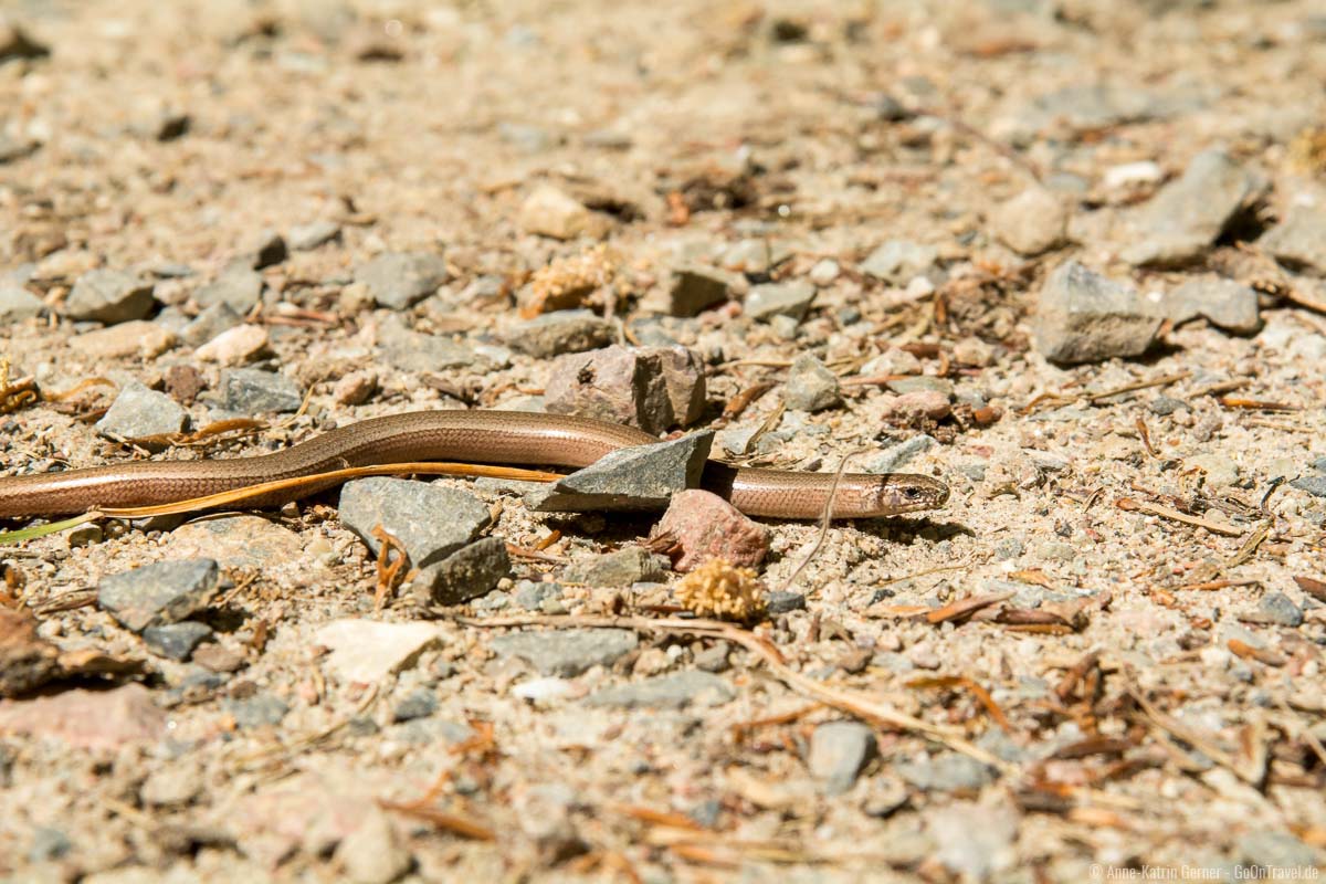 Blindschleiche am Finowkanal