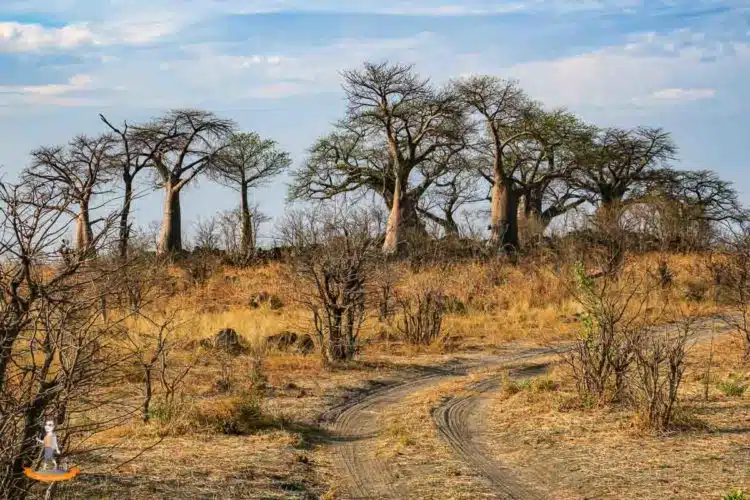 Baobabs im Chobe Nationalpark