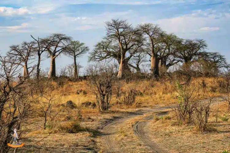 Baobabs im Chobe Nationalpark Baobabs im Chobe Nationalpark