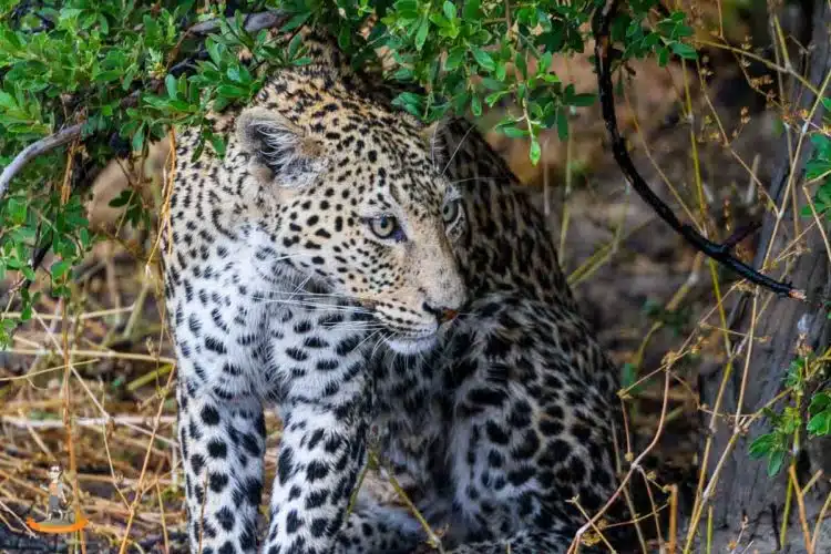 Highlight der Botswana Reise, die Sichtung eines Leoparden