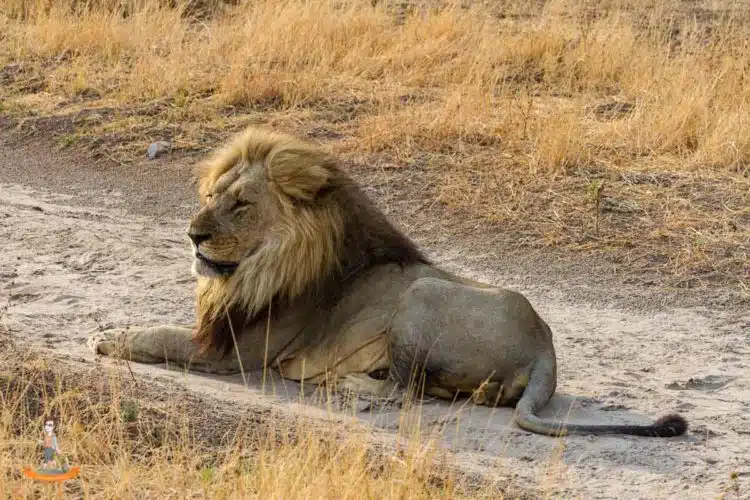 Ein Löwe im Chobe Nationalpark