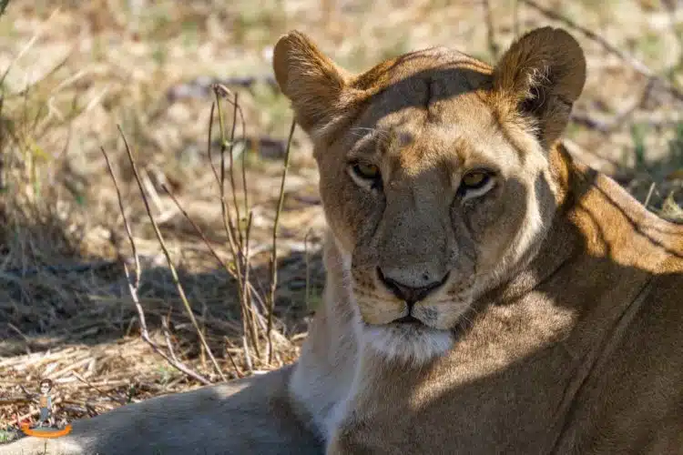 Eine Löwin im Chobe Nationalpark Eine Löwin im Chobe Nationalpark